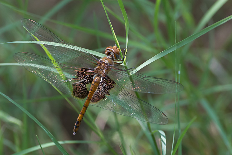 Red Saddlebags